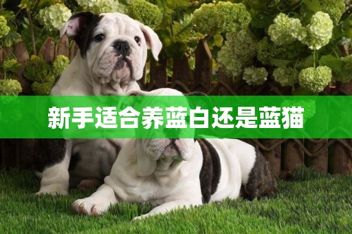 新手適合養藍白還是藍貓