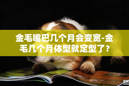 金毛嘴巴幾個月會變寬-金毛幾個月體型就定型了？