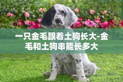 一只金毛跟著土狗長大-金毛和土狗串能長多大