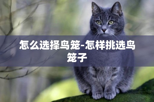 怎么選擇鳥籠-怎樣挑選鳥籠子
