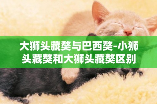 大獅頭藏獒與巴西獒-小獅頭藏獒和大獅頭藏獒區別