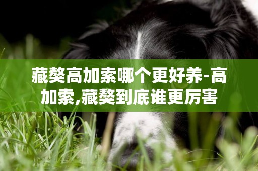 藏獒高加索哪個更好養-高加索,藏獒到底誰更厲害