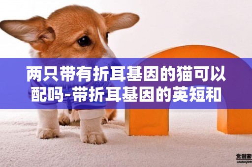 兩只帶有折耳基因的貓可以配嗎-帶折耳基因的英短和立耳英短可以配嗎
