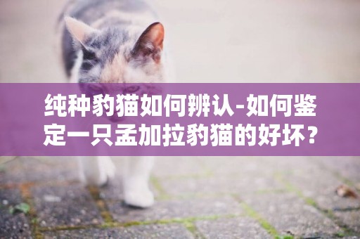 純種豹貓如何辨認-如何鑒定一只孟加拉豹貓的好壞？