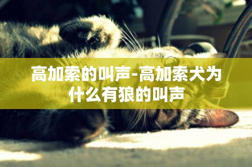 高加索的叫聲-高加索犬為什么有狼的叫聲