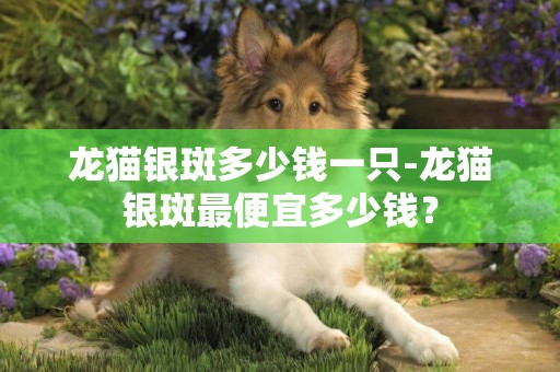 龍貓銀斑多少錢一只-龍貓銀斑最便宜多少錢？