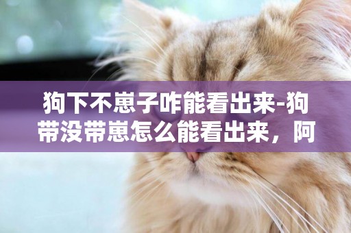 狗下不崽子咋能看出來-狗帶沒帶崽怎么能看出來，阿拉斯加