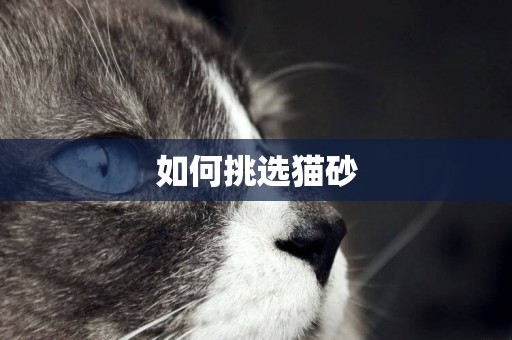 如何挑選貓砂