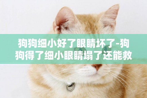 狗狗細小好了眼睛壞了-狗狗得了細小眼睛塌了還能救嗎