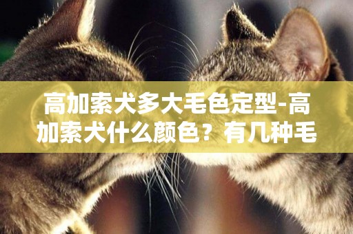 高加索犬多大毛色定型-高加索犬什么顏色？有幾種毛色？