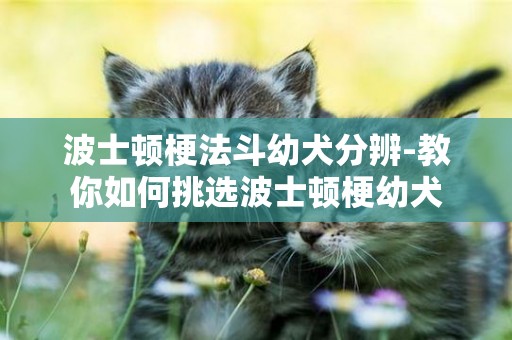波士頓梗法斗幼犬分辨-教你如何挑選波士頓梗幼犬