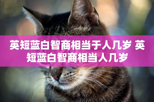 英短藍白智商相當于人幾歲 英短藍白智商相當人幾歲