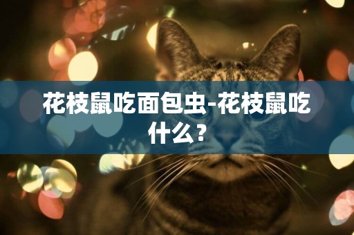 花枝鼠吃面包蟲-花枝鼠吃什么？