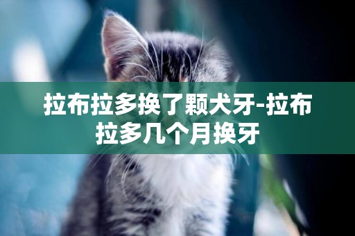 拉布拉多換了顆犬牙-拉布拉多幾個月換牙