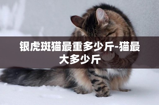 銀虎斑貓最重多少斤-貓最大多少斤