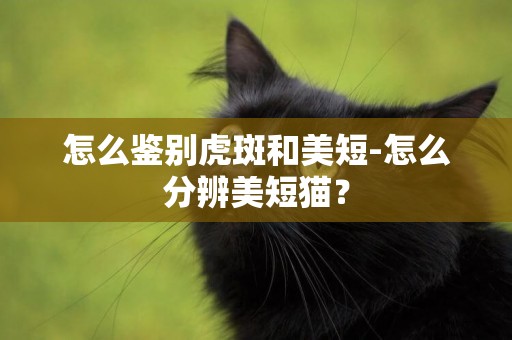 怎么鑒別虎斑和美短-怎么分辨美短貓？