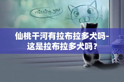 仙桃干河有拉布拉多犬嗎-這是拉布拉多犬嗎？
