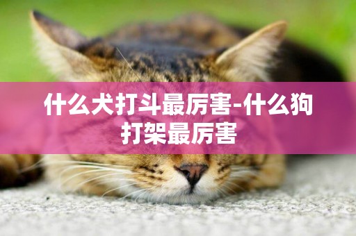 什么犬打斗最厲害-什么狗打架最厲害