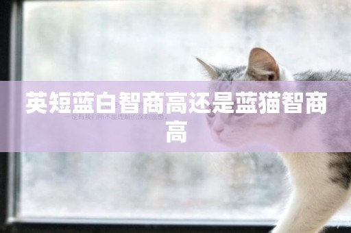 英短藍白智商高還是藍貓智商高