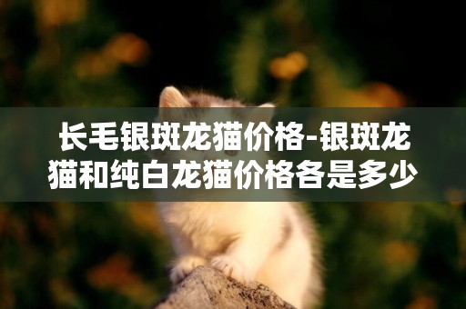 長毛銀斑龍貓價格-銀斑龍貓和純白龍貓價格各是多少?