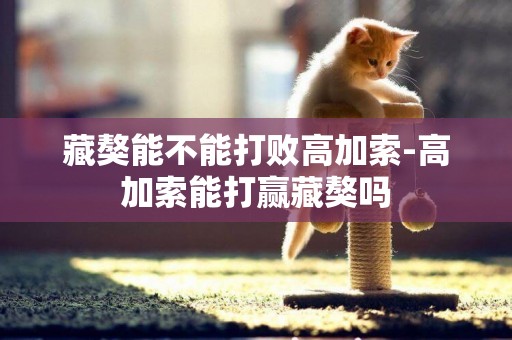 藏獒能不能打敗高加索-高加索能打贏藏獒嗎