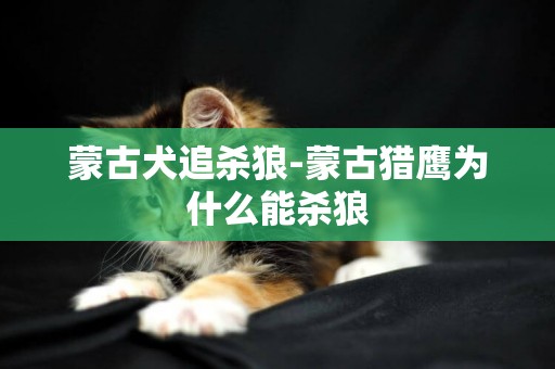 蒙古犬追殺狼-蒙古獵鷹為什么能殺狼
