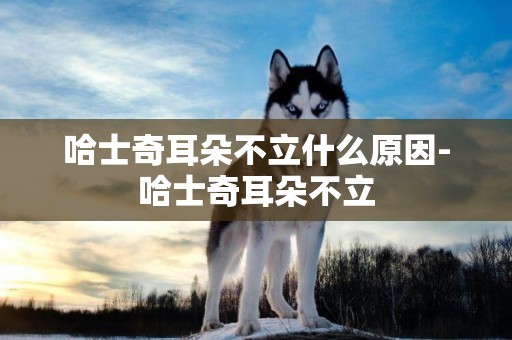 哈士奇耳朵不立什么原因-哈士奇耳朵不立