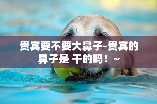 貴賓要不要大鼻子-貴賓的鼻子是 干的嗎！~