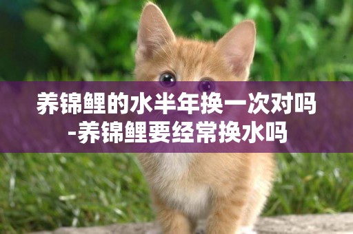 養錦鯉的水半年換一次對嗎-養錦鯉要經常換水嗎