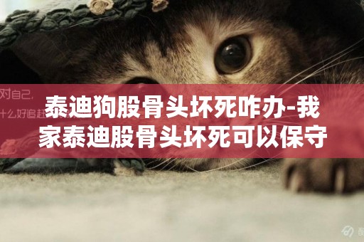 泰迪狗股骨頭壞死咋辦-我家泰迪股骨頭壞死可以保守治療么