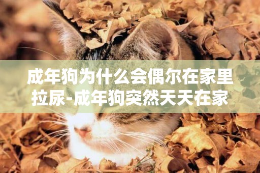 成年狗為什么會偶爾在家里拉尿-成年狗突然天天在家里尿尿怎么辦