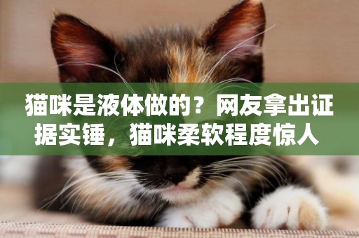 貓咪是液體做的？網友拿出證據實錘，貓咪柔軟程度驚人 