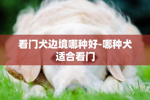 看門犬邊境哪種好-哪種犬適合看門