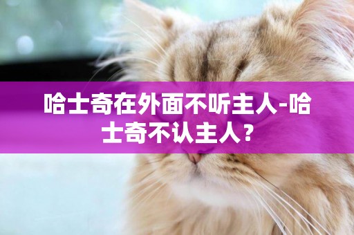 哈士奇在外面不聽主人-哈士奇不認主人？