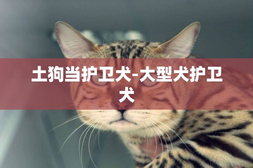 土狗當護衛犬-大型犬護衛犬