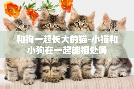 和狗一起長大的貓-小貓和小狗在一起能相處嗎