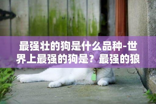 最強壯的狗是什么品種-世界上最強的狗是？最強的狼是？它們選出最強壯的打一場狗厲害還是狼厲害？