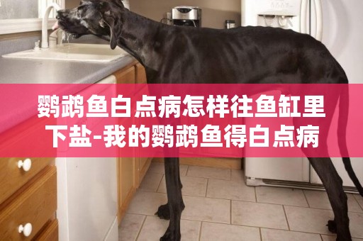 鸚鵡魚白點病怎樣往魚缸里下鹽-我的鸚鵡魚得白點病了，該怎么治啊！
