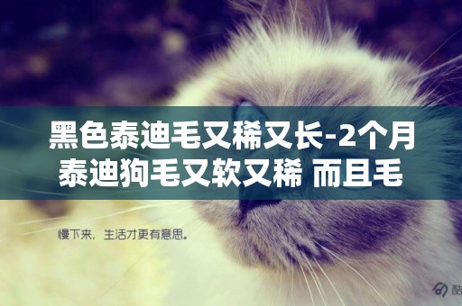 黑色泰迪毛又稀又長-2個月泰迪狗毛又軟又稀 而且毛根部有點淺正常嗎