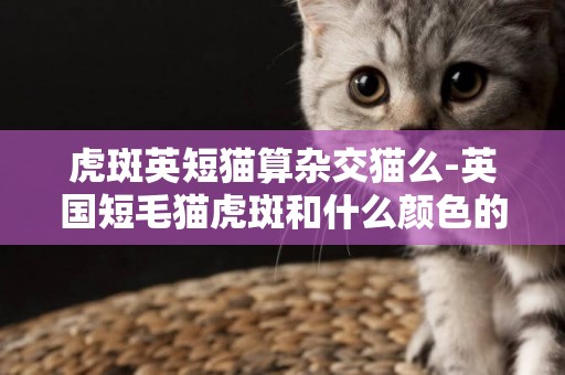 虎斑英短貓算雜交貓么-英國短毛貓虎斑和什么顏色的貓配出來好看？