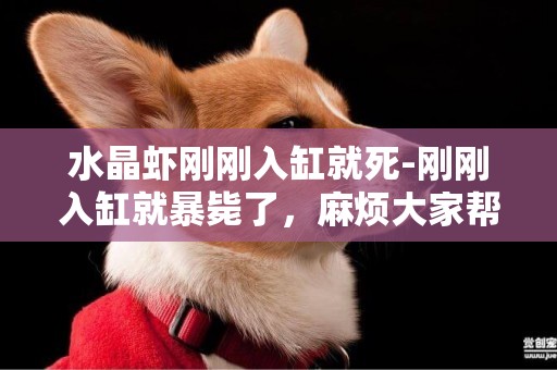 水晶蝦剛剛入缸就死-剛剛入缸就暴斃了，麻煩大家幫忙看看