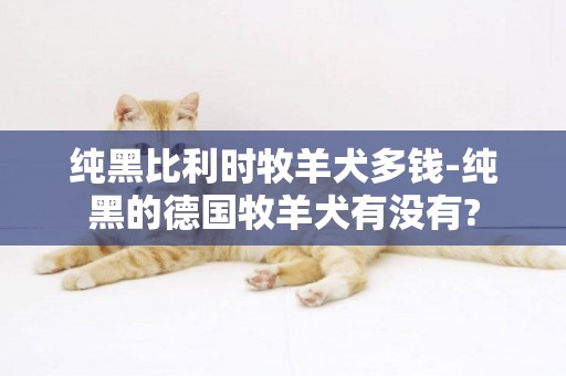 純黑比利時牧羊犬多錢-純黑的德國牧羊犬有沒有?