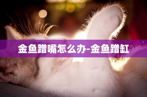 金魚蹭嘴怎么辦-金魚蹭缸