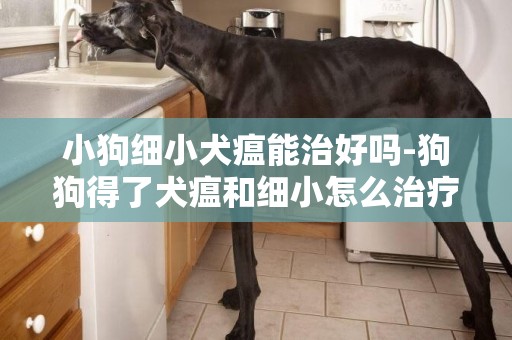 小狗細小犬瘟能治好嗎-狗狗得了犬瘟和細小怎么治療啊