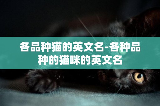各品種貓的英文名-各種品種的貓咪的英文名