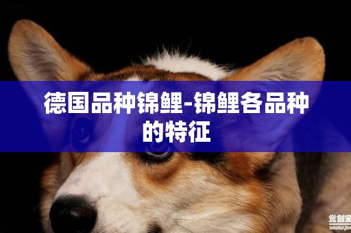 德國品種錦鯉-錦鯉各品種的特征