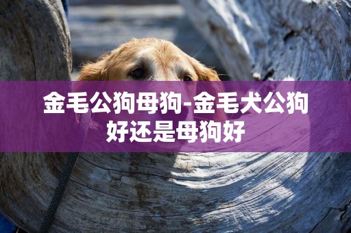 金毛公狗母狗-金毛犬公狗好還是母狗好