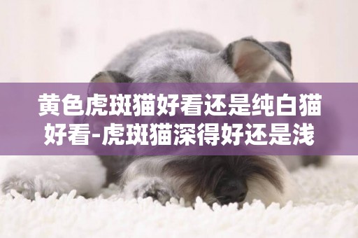 黃色虎斑貓好看還是純白貓好看-虎斑貓深得好還是淺得好