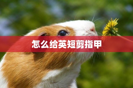 怎么給英短剪指甲