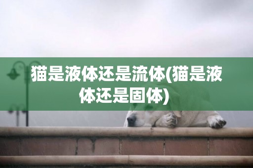 貓是液體還是流體(貓是液體還是固體) 